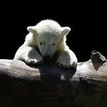 Sampo * Rovaniemi